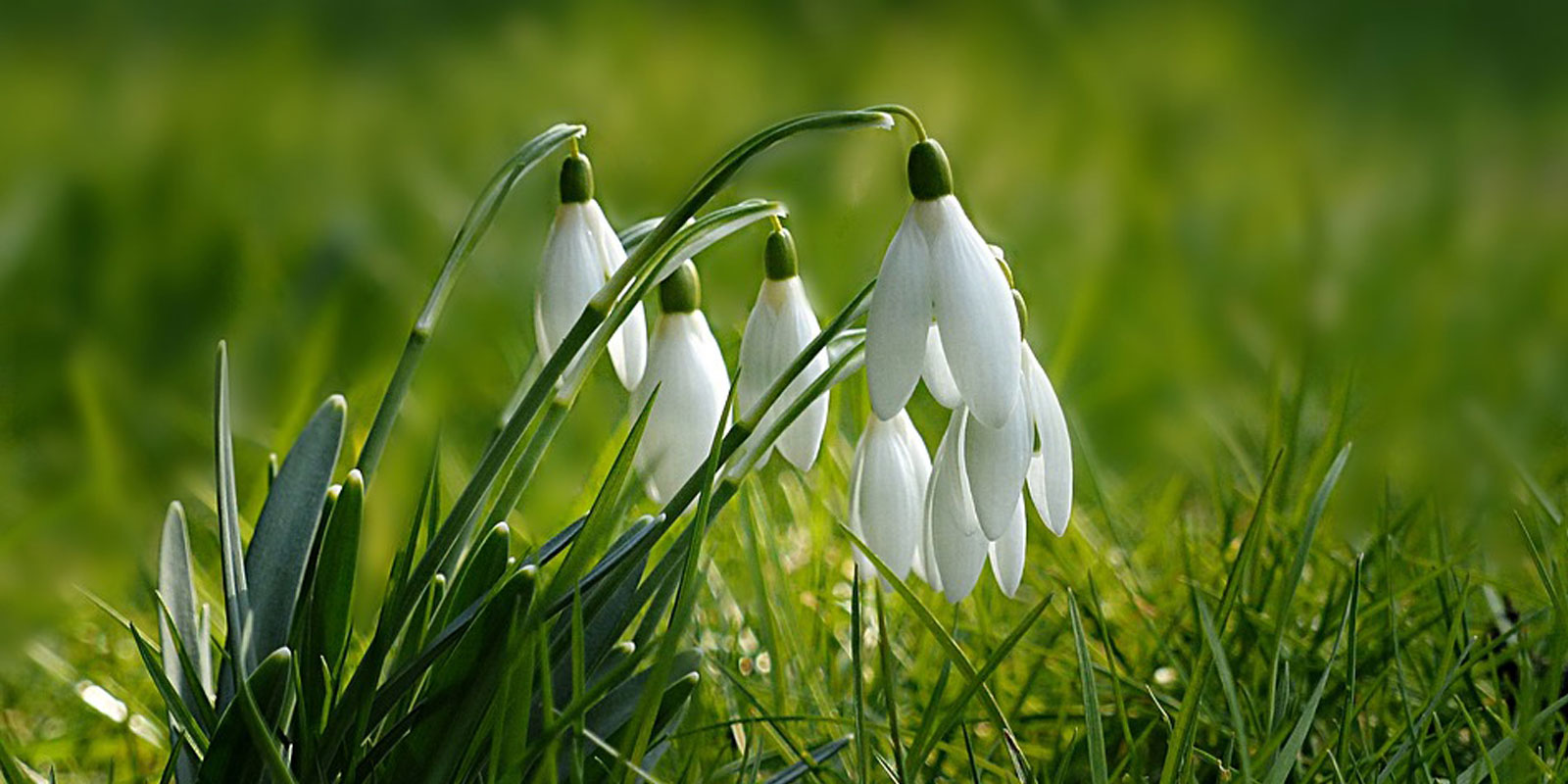 Spring Flowers 2018 Spring Flowers 2018