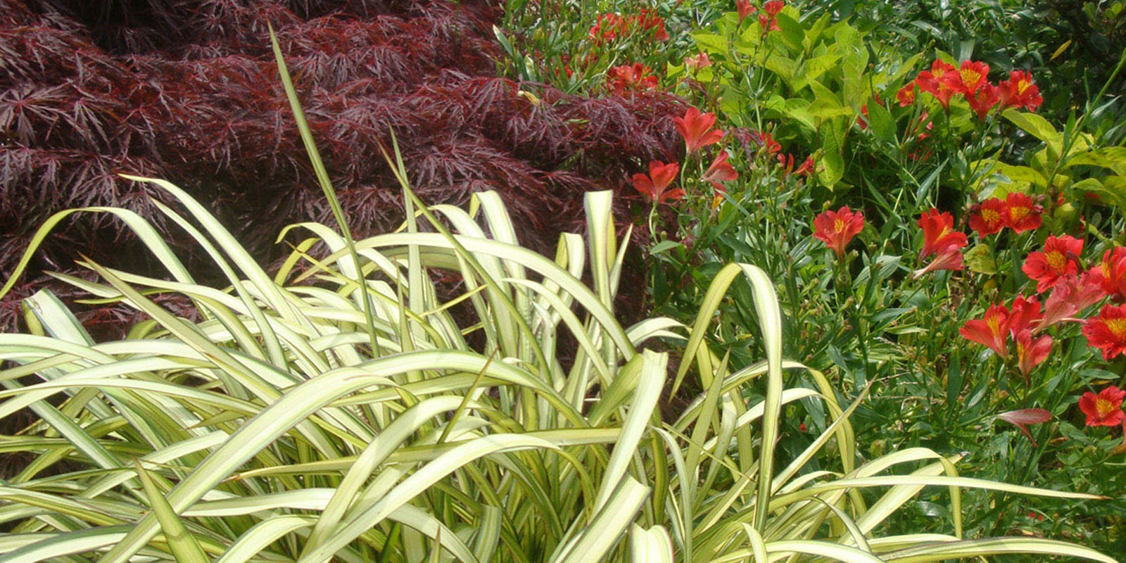 Wyevale Nurseries officially unveils new plants Wyevale Nurseries officially unveils new plants