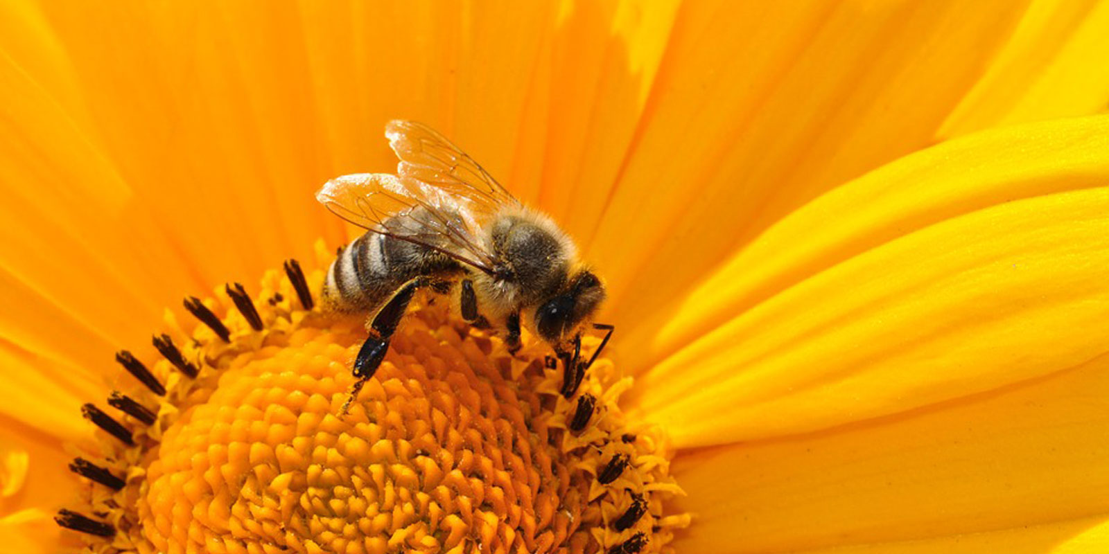 Honey bee numbers are declining – how we can help Honey bee numbers are declining – how we can help
