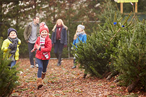 Christmas Tree choosing