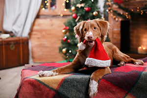 Dog at Christmas