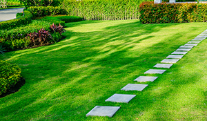 Evergreen Garden Care Lawn