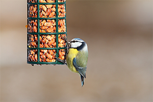 feed wild birds