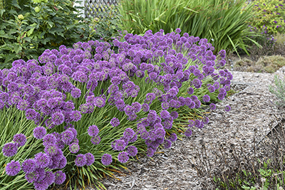 Wyevale Nurseries Allium Lavender Bubbles