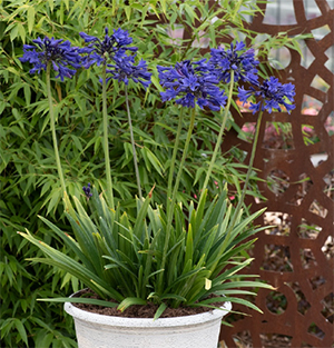 Agapanthus hybrida Starry Night