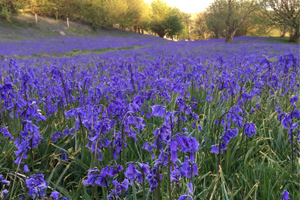 Bluebell display