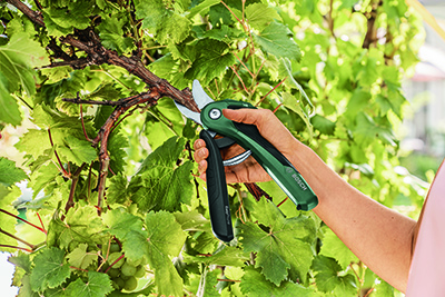 Bosch Easy Prune