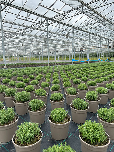 British Garden Centres Temple Nursery home-grown plants in nursery from nurseries to garden
