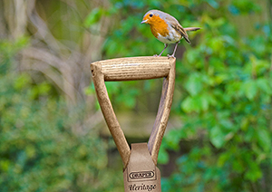Robin on a spade handle as Brits are encouraging nature into their gardens