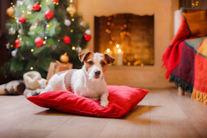 Christmas dog