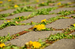 Almost half of gardeners agree that garden care chemicals are the solution