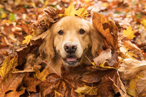 happy dog in leaves