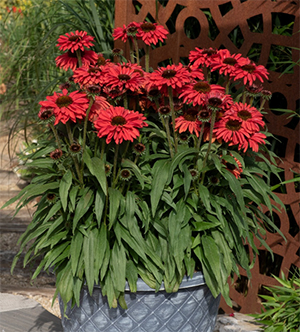 Echinacea hybrida Prima Ruby