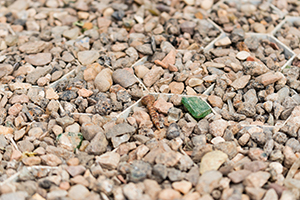 Frances Tophill Show Garden Gounded in Sustainability with GravelGaurd - photo by Tim Howell