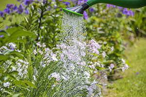 Nearly half of all gardeners want to spend less time weeding their garden