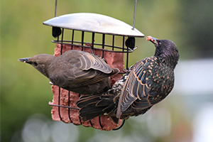 feed wild birds