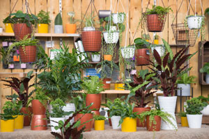 Houseplants