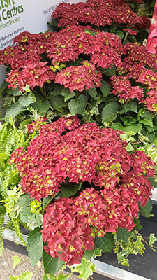 Hydrangea Red Butterfly