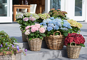 The mobile garden trend is set to continue