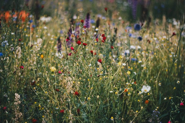 Meadow