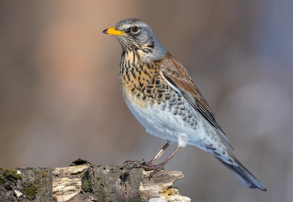 Migrating Bird