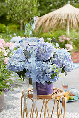 Hydrangea ‘French Bolero Blue’.