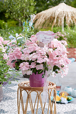 Hydrangea ‘French Bolero Pink’.