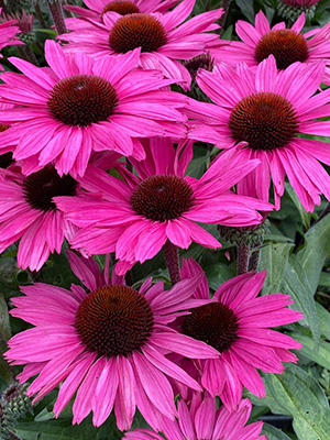 Echinacea SunSeekers ‘Purple Cabbage’.