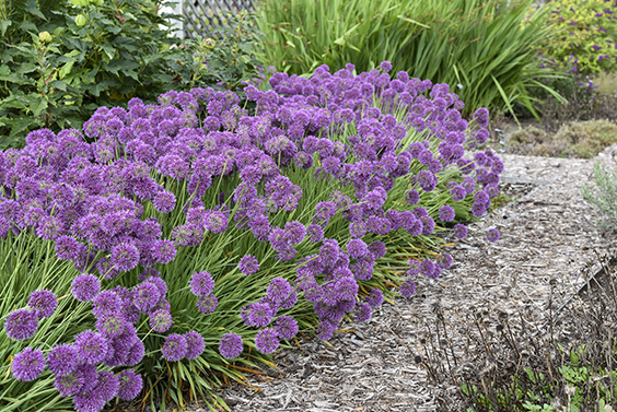 Wyvedale Nurseries Allium Lavender Bubbles retail plant collections