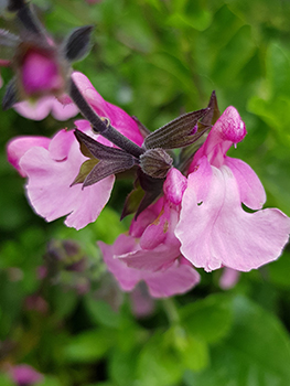 Salvia gregii Cuello Pink