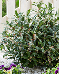 Sarcococca Purple