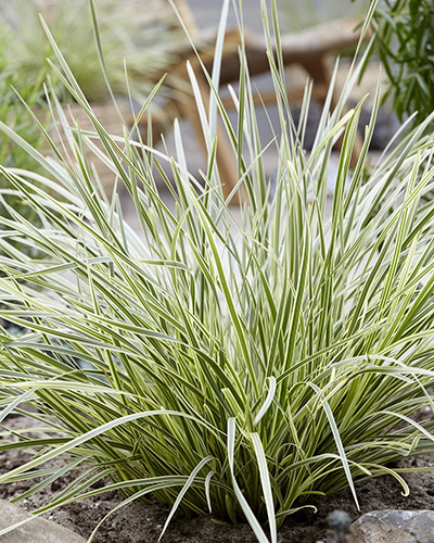 Wyvedale Nurseries - Lomandra Longifolia White Sands retail plant collections