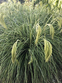 Chionechloa Taupo L