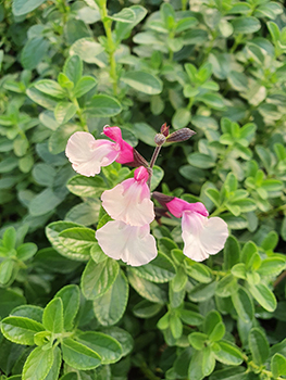 Salvia gregii Cuello White