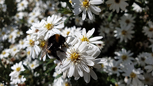 Olearia Spring B