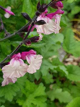 Salvia gregii Cuello White