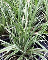  lomandra arctic fro