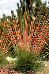 Festuca Sunrise