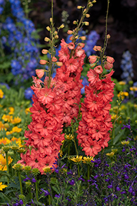 Delphinium Red