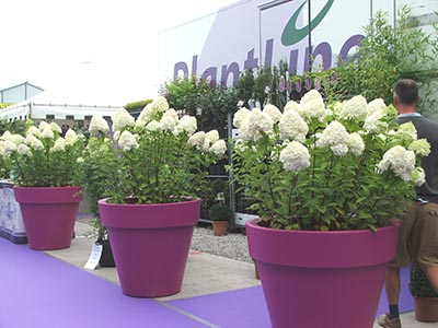 Plants - Four Oaks Trade Show 2022