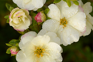 One of the top five plants from Wyevale Nurseries