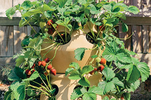 Strawberry Planter