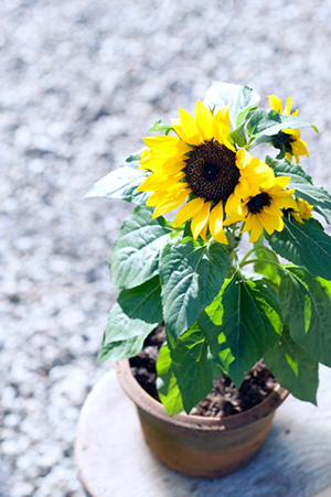 Sensation a sunflower from Holland