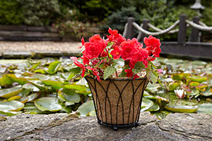 Tom Chambers round planter