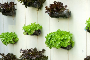 hanging baskets