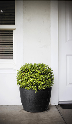 Whiskey Barrel recycled planters