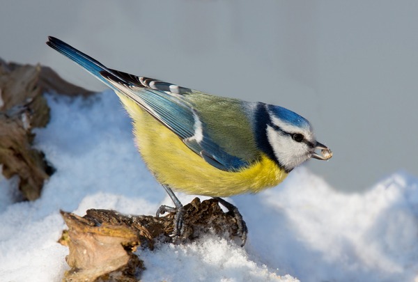 Winter Bird