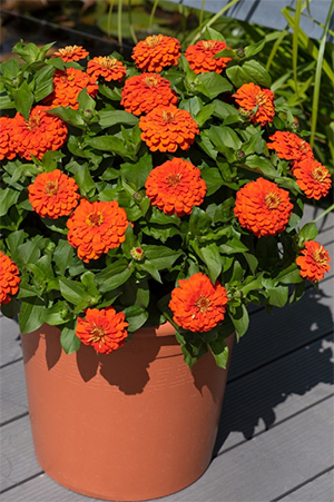 Zinnia Zesty Orange