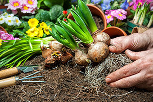 spring bulbs