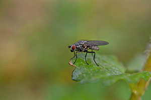 Fly on a leaf - Pest-Stop - domestic pest control products